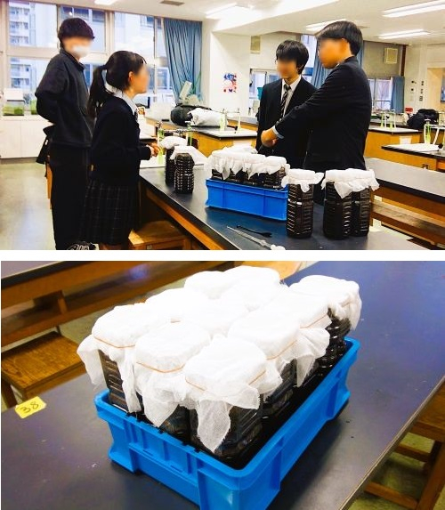 260218　カブトムシ11　本文